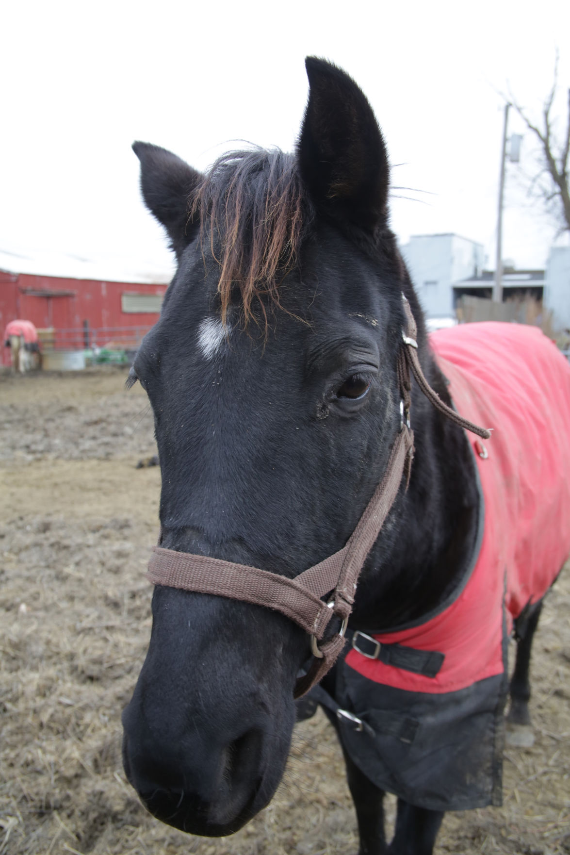 Erin's Farm animal sanctuary